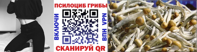 купить наркотик  Камешково  Галлюциногенные грибы Psilocybe 